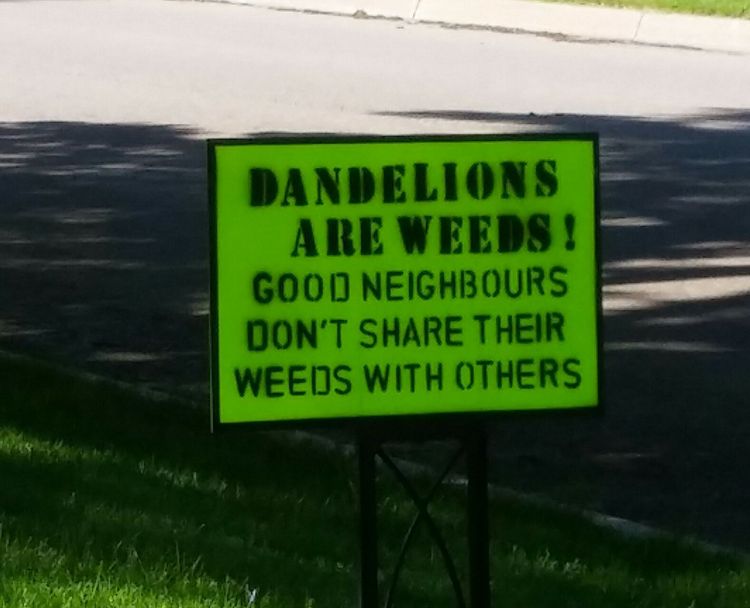 weeds