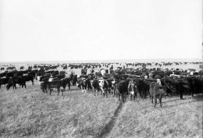 sss prairies cattle