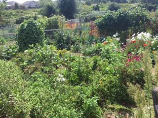 garden 5