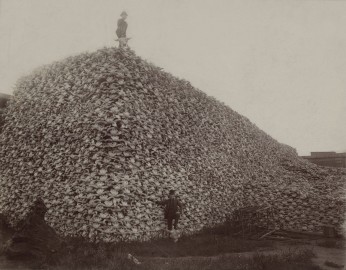 buffalo killing